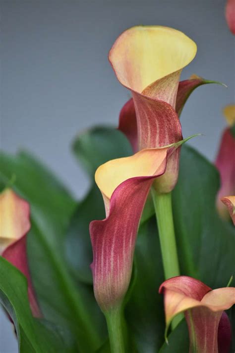 How to Grow and Care for Calla Lily | Skip To My Lou