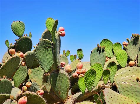 Prickly Pear