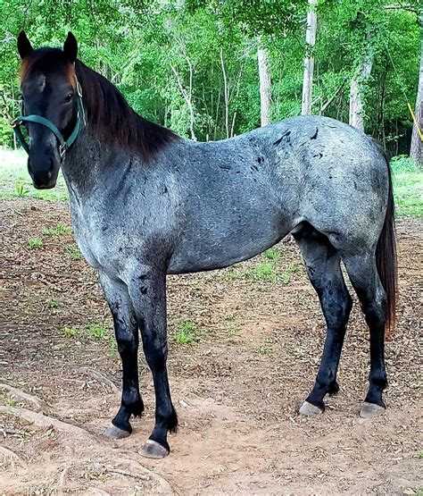 Pin on A horse of course