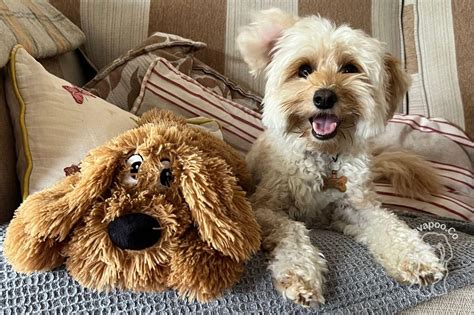 Image result for Cavapoo 101