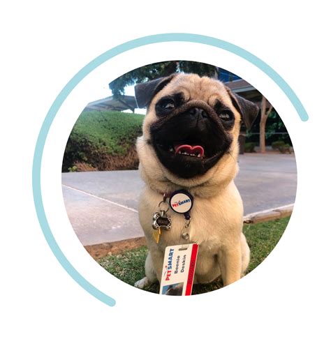 Working in Our Phoenix Home Office | Careers at PetSmart Apply