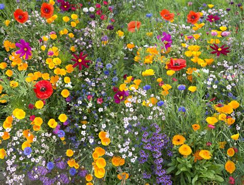 Elite Wildflower Mix Garden Seeds, Planting Seeds, Planting Flowers ...
