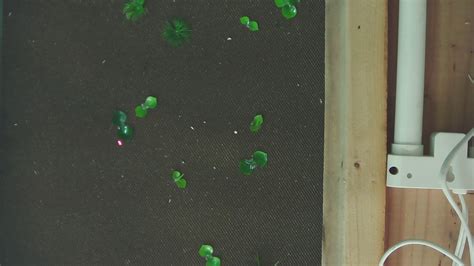 Arduino Weed Identifier Python 的图像结果