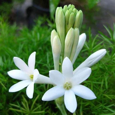 Dhesi Lilly – Ashok Chakra Nursery