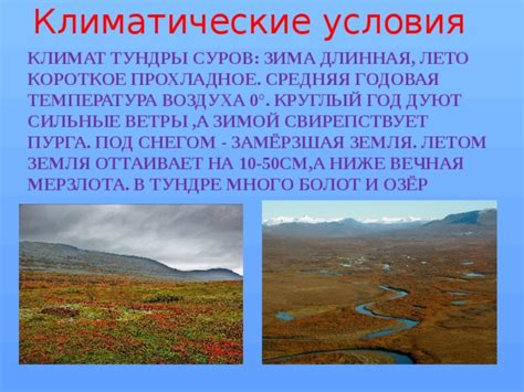 Презентация "Тундра" - Начальные классы - Презентации - 4 класс