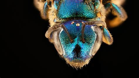 Download wallpaper nature, bee, insect, augochloropsis anonyma, section ...