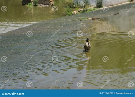 Water Scientific Name