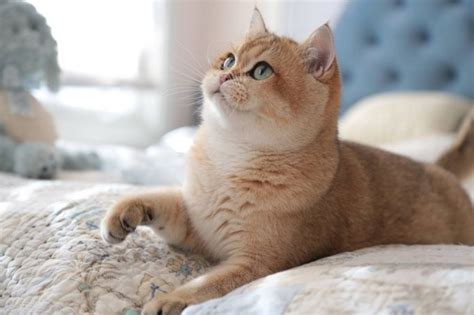 british shorthair names