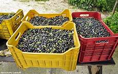 cassette per olive olio extravergine di oliva biologico sicilia cassette per olive olio extravergine di oliva biologico sicilia