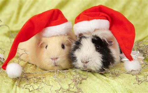 [100+] Cute Guinea Pig Pictures | Wallpapers.com