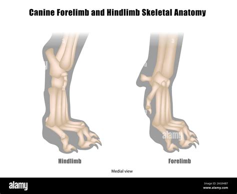 Anatomy of Dog Paws with Forelimb and Hindlimb Bones. Canine Paws Skeletal Anatomy Stock Vector ...