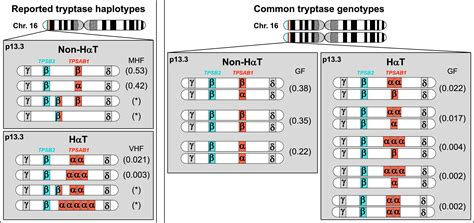 Clinical relevance of inherited genetic differences in human tryptases ...
