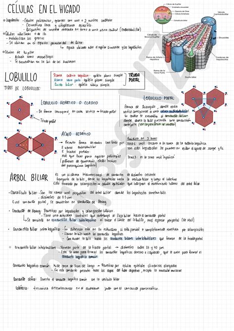 Histología de Hígado - Vesícula Biliar - Páncreas | Hígado | Vesícula ...