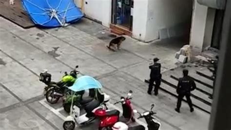警方回应“街头开枪击毙烈犬”：流浪狗扑咬群众，依法处置_凤凰网视频_凤凰网
