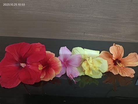 Offering hibiscus flowers to God - HinduMantras.IN