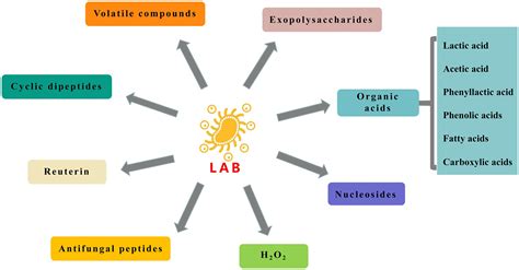 Lab For Lactic Acid at Rachel Thomas blog