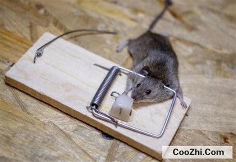 屋子里面有老鼠的处理方式_酷知经验网