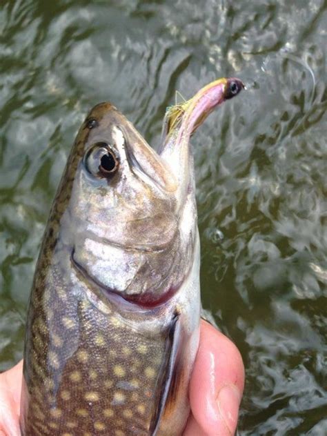 Cherokee Trout Fishing 2023 Schedule: Dates & Locations