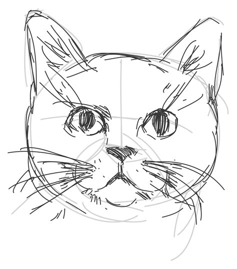 cat drawing colour easy