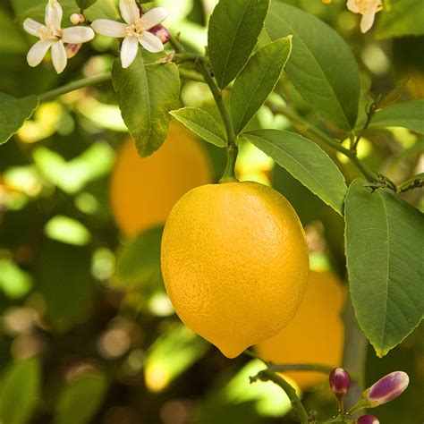 Lemon-Balaji - Big Size Plants | Exotic Flora