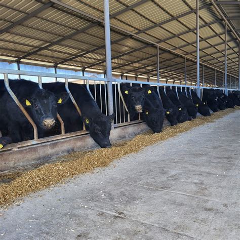 Lot juninci Aberdeen Angus - Aberdeen Angus