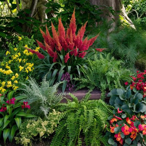 Best Shade-Loving Plants for Your Garden - Eddys Green Corner