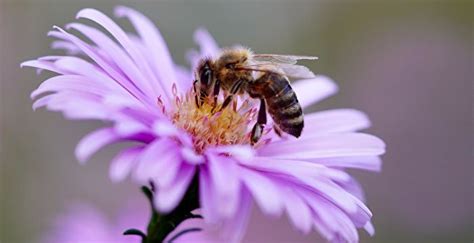 加拿大安省省长记者会上发言 意外吞进蜜蜂 | 昆虫 | 大纪元