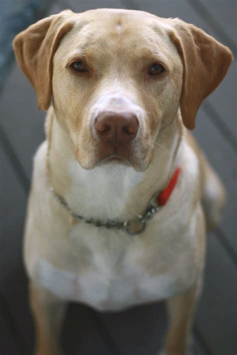 Red Nose Pitbull Yellow Lab Mix