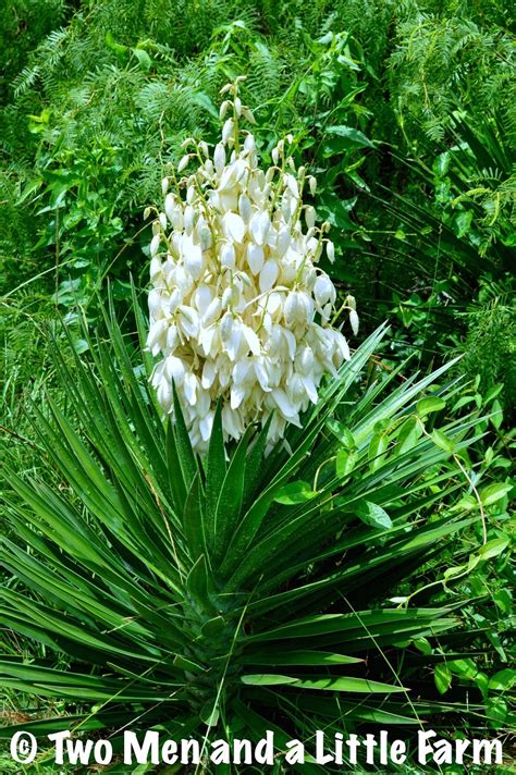 HOw To YUCCA FLOWERS IN BLOOM