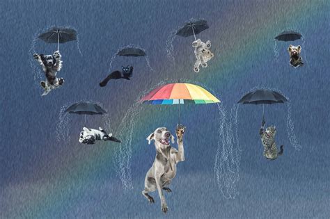 Raining Cats And Dogs
