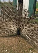 Image result for Hob Bronze Peacock