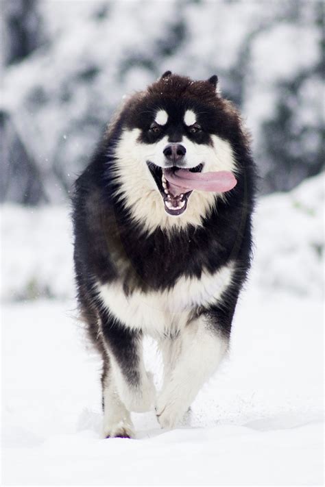 阿拉斯加犬 阿拉斯加雪橇犬 阿拉斯加狗 纯种阿拉斯加幼犬 支付宝 阿拉斯加 /编号10107102 - 宝贝它