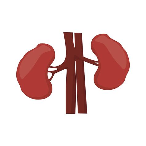 Page 25 | Kidneys cartoon Images - Free Download on Freepik