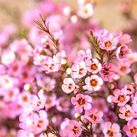 Pink Wax Flower Chamelaucium: What's New