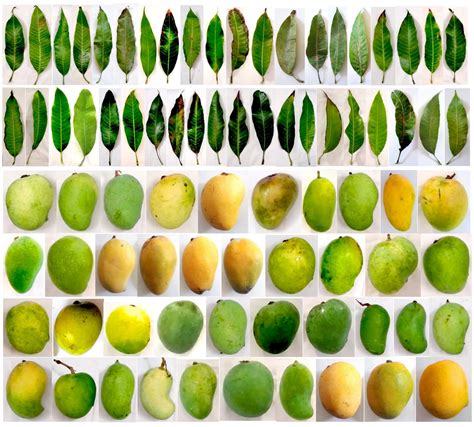 Are Mangoes Acidic Or Alkaline? Discovering The PH Value Of Different ...