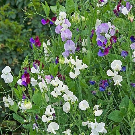 Pea Plant Flower Sweet Pea 'Heirloom Fragrance' Plant Collection