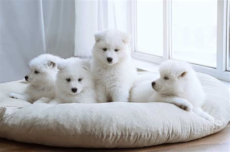 How Much Does a Samoyed Cost? (2026 Price Guide)
