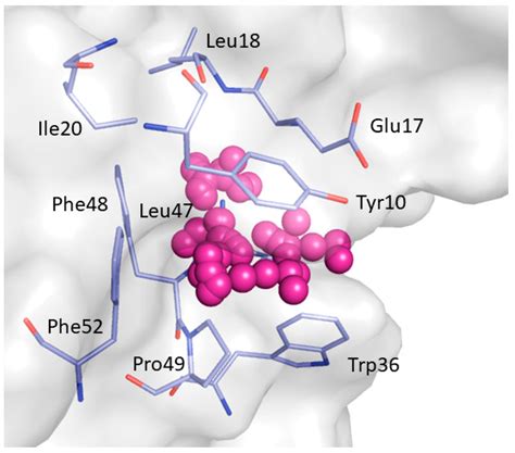In Silico Identification of Potential Druggable Binding Sites on CIN85 ...