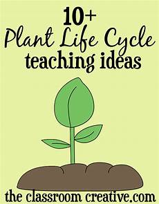 cycle of the lotus flower trivia koloa jodo sunflower plant cycle comprehension best flower site cycle of the lotus flower trivia koloa jodo sunflower plant cycle comprehension best flower site
