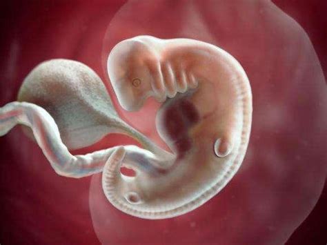 2分钟让你看到人类孕育的整个过程，生命真的是个奇迹！