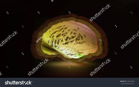 Intelligence 的图像结果