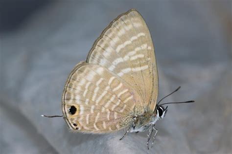 Nacaduba pactolus continentalis | Butterfly
