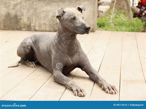 Peruvian Hairless Dog stock photo. Image of hairless - 98712676