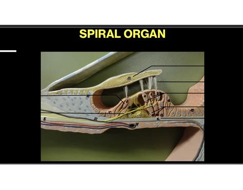 Spiral Organ Quiz