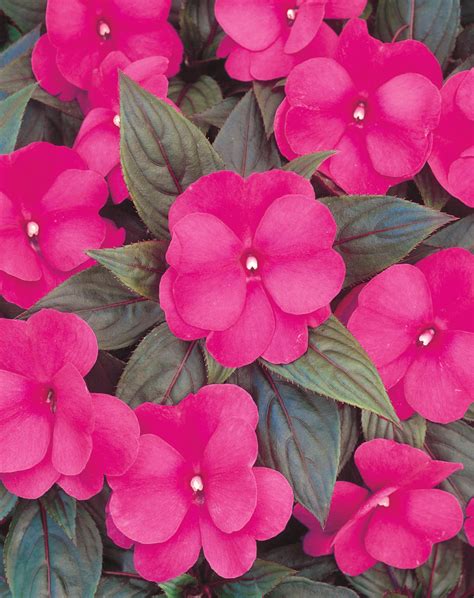 Sun Or Shade For New Guinea Impatiens at Eva Gopinko blog
