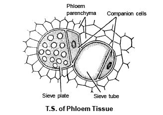 Permanent Tissues Simple and Complex - Biology for ACT PDF Download