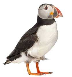 How to pronounce SEQUOIA in English | Collins