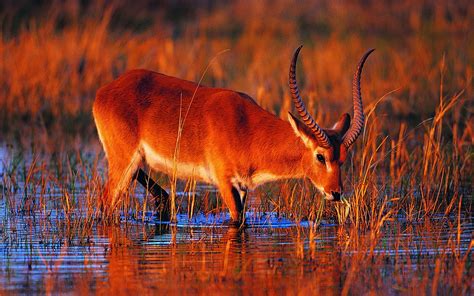 red lechwe, Lechwe, Antelope, Africa, Animals, Horns, Lakes, Water ...