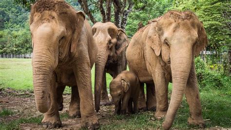 Nature Programmes 的图像结果