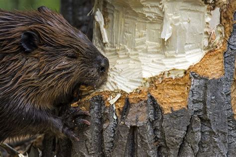 Will Beavers Eat Fish? Interesting Scientific Facts About Their Diets